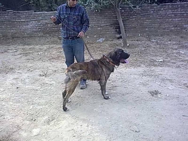 Afghan Kuchi Male Puppy (Gaddi Dog) 7