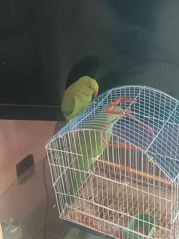 green parrots male and female hai 0