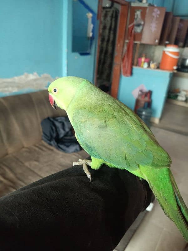 green parrots male and female hai 1