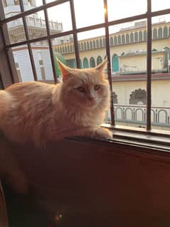 Persian cat