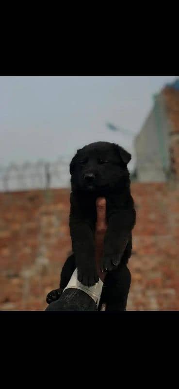 German shepherd puppy 1