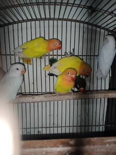 lovebirds/ albino/ ino lutino/ ino parblue/ ino