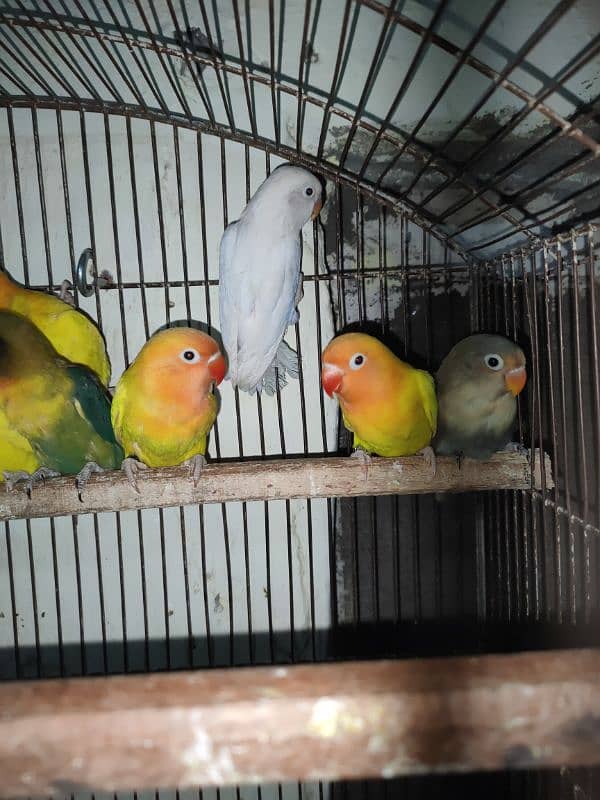 lovebirds/ albino/ ino lutino/ ino parblue/ ino 2