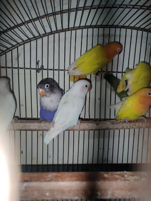 lovebirds/ albino/ ino lutino/ ino parblue/ ino 3