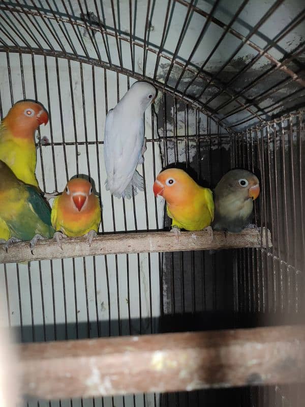 lovebirds/ albino/ ino lutino/ ino parblue/ ino 4