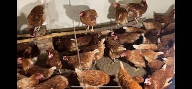 lohman brown egg laying bird for sale production 95%