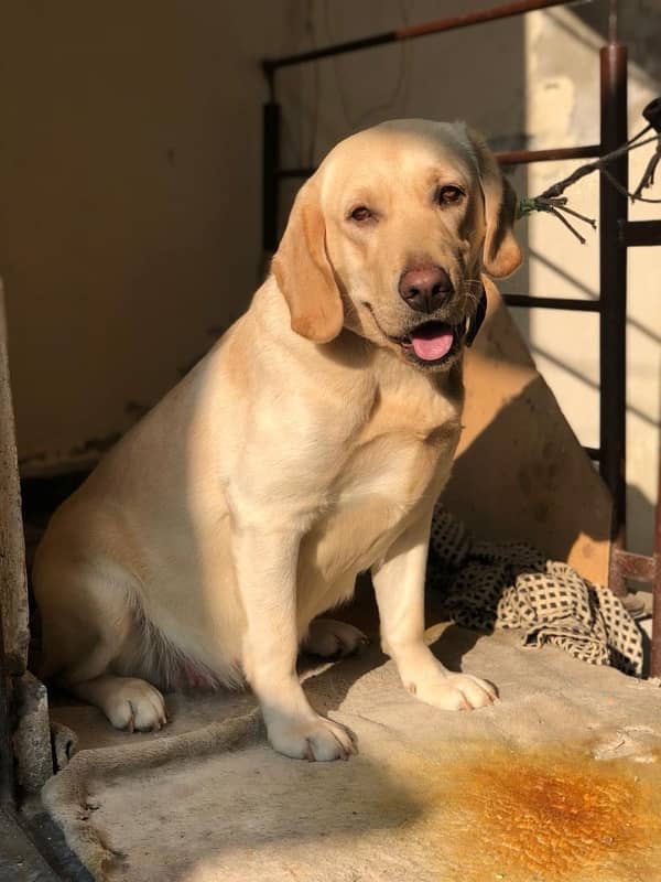 Labrador Breeder Female for sale 0