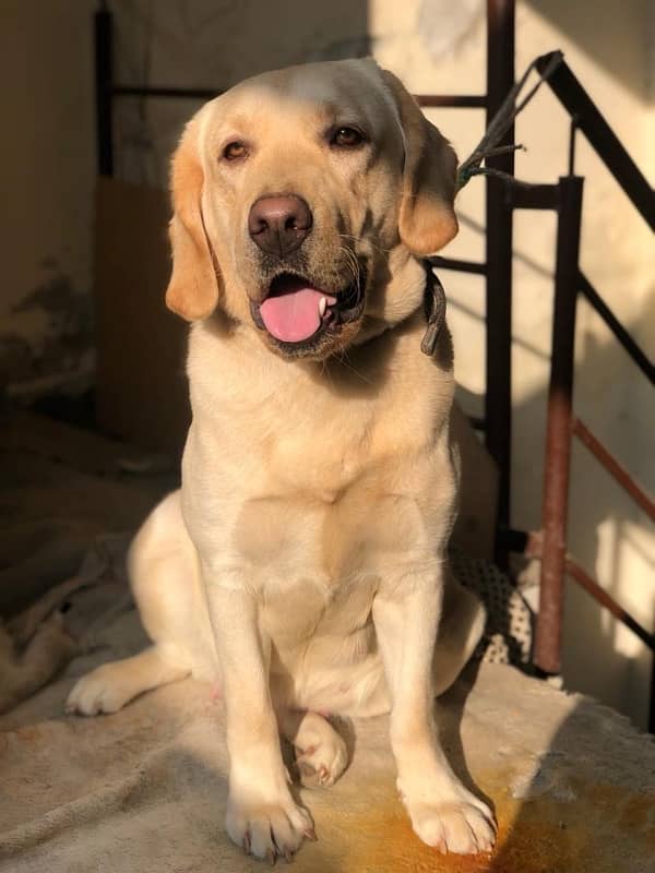 Labrador Breeder Female for sale 1