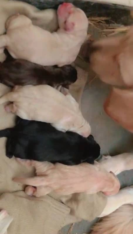 Labrador Breeder Female for sale 2