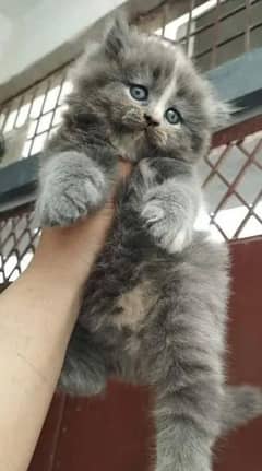 PERSIAN KITTEN CASH ON DELIVERY ALL PAKISTAN WHSTTAAPP 03207679060