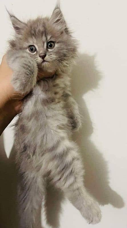 PERSIAN KITTEN CASH ON DELIVERY ALL PAKISTAN WHSTTAAPP 03207679060 1