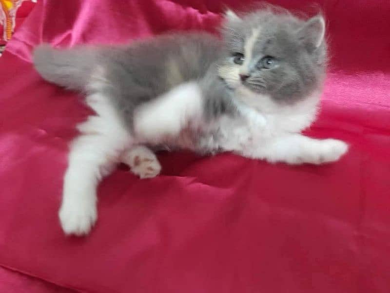 PERSIAN KITTEN CASH ON DELIVERY ALL PAKISTAN WHSTTAAPP 03207679060 2