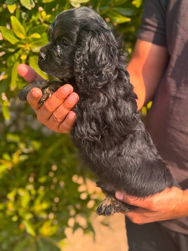 Top Quality Cocker Spaniel Puppy / Spaniel pup / imported dog 1