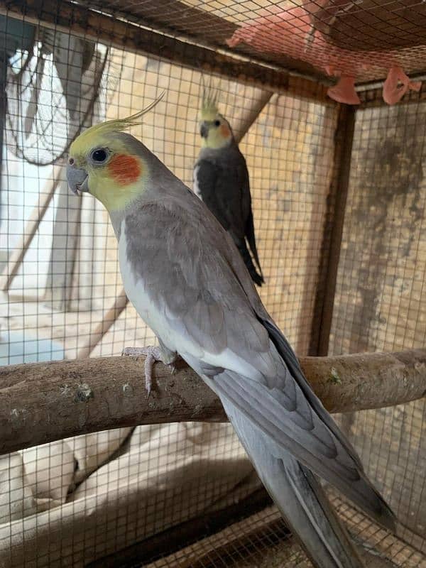 3 Male Cockateil breeder 2