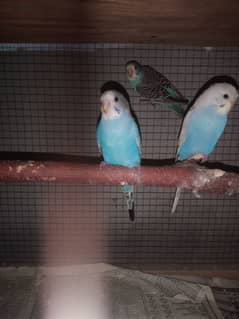 budgies