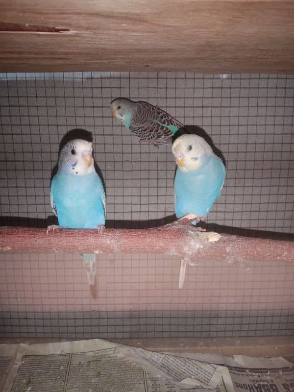 budgies pathy 1