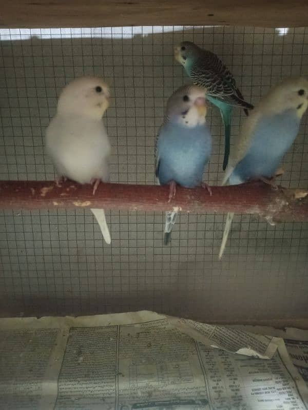 budgies pathy 2