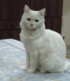 Persian cat for sale