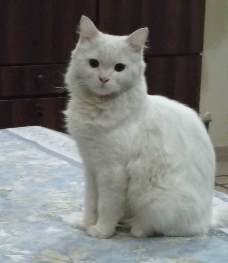 Persian cat for sale 0