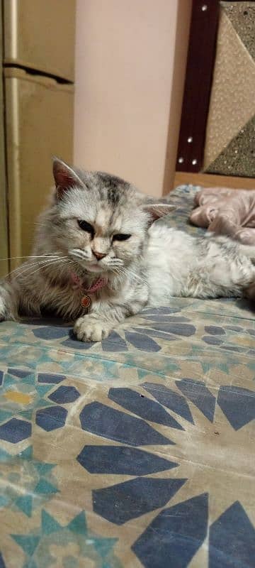 Persian Cat 2