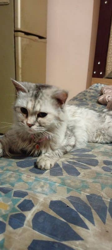 Persian Cat 3