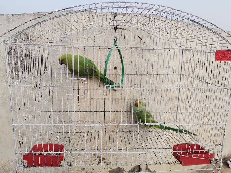 GREEN PARROT 0