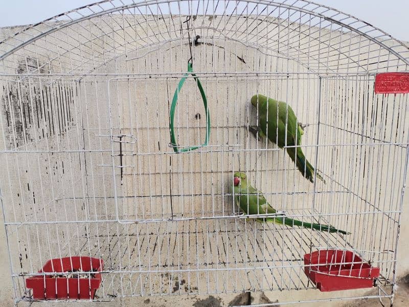 GREEN PARROT 2