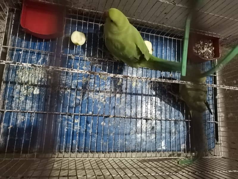 GREEN PARROT 3