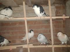 Rangdar pigeon pairs for sale