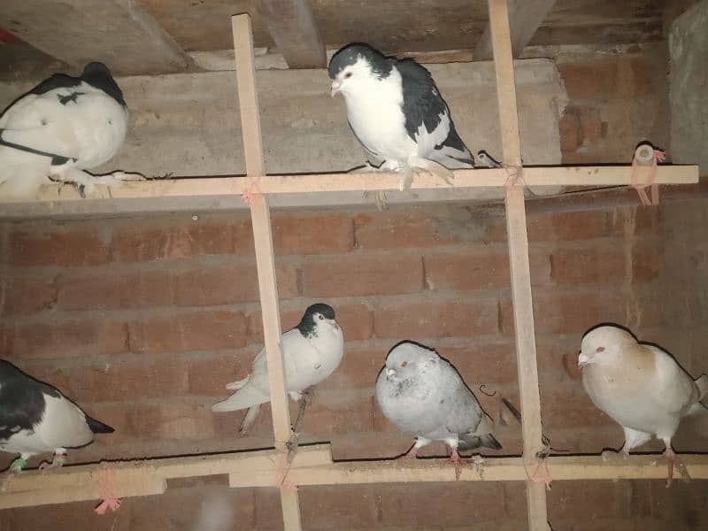 Rangdar pigeon pairs for sale 0