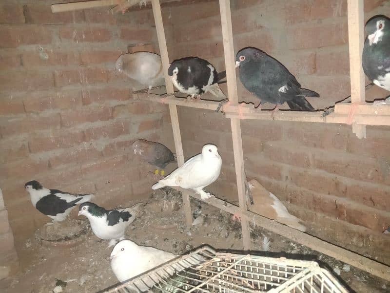 Rangdar pigeon pairs for sale 1