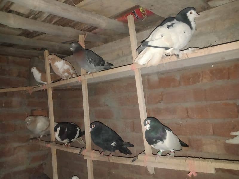 Rangdar pigeon pairs for sale 2