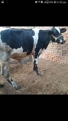 10 kg milk full healthy and active mon se 6 dant pehla sowa