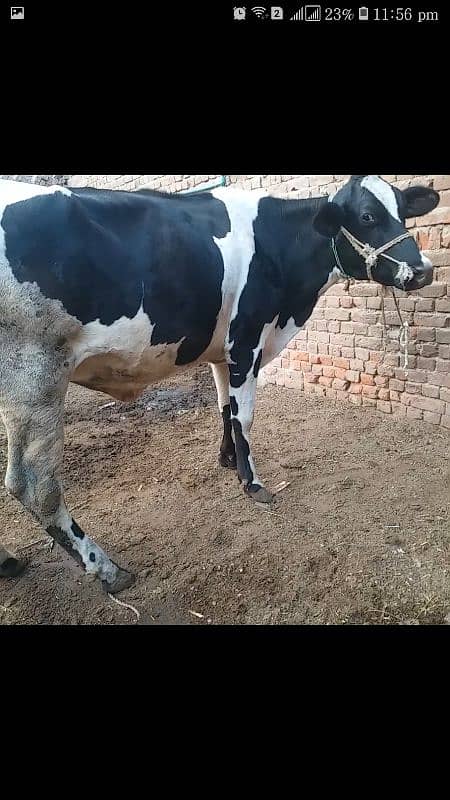 10 kg milk full healthy and active mon se 6 dant pehla sowa 0