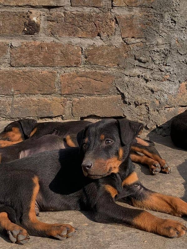 Doberman Female Pups available 3