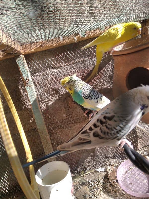 good quality budgie for sale 1