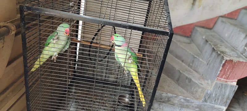 raw parrot 2