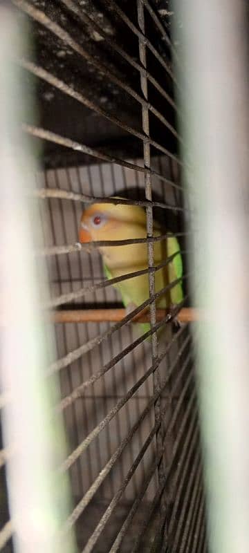 parrot 3