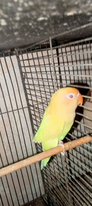 parrot 4