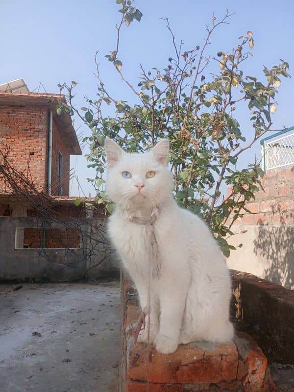 Persian Male Cat (FREE) 1