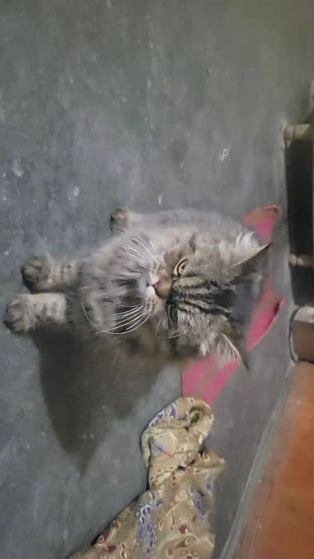 MALE AND FEMALE CAT FOR SALE 2