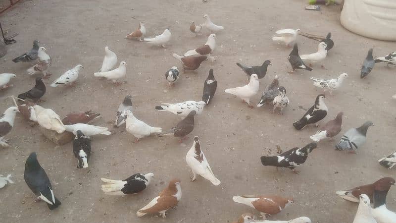 fancy pegions for sale 4