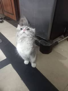 cat for sale.   0318 0404603