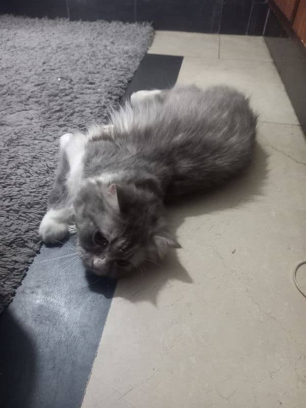 cat for sale.   0318 0404603 5