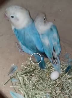 blue opaline pair