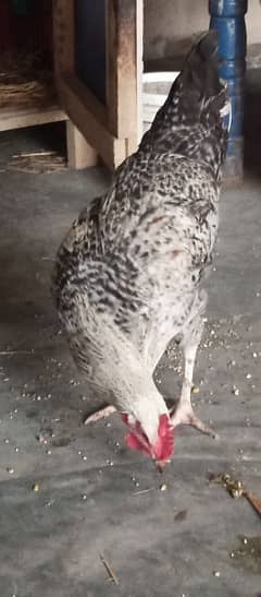 6 months old misri hen for sale