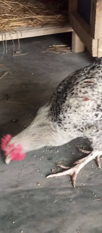 6 months old misri hen for sale 1