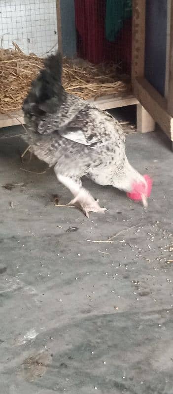 6 months old misri hen for sale 2