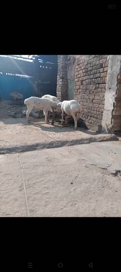 3 sheep for sale