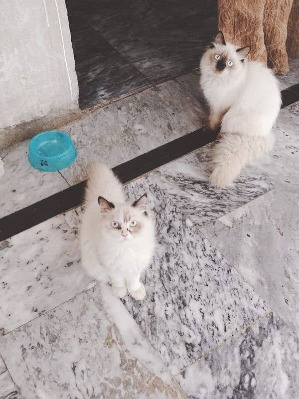 persian cat/triple coated/persian cat pair 0